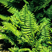 Hardy Fern Dryopteris atrata